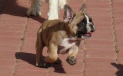 Blue French Bulldog Puppies for Sale, French Bulldog for Sale Puppies