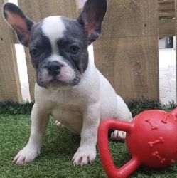 adorable French bulldog puppies for sale