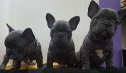 Gorgeous Blue French Bulldog Puppies for Sale