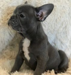 Nice M/F French Bulldog Puppies For Sale