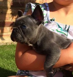 Super Nice French Bulldog Puppies For Sale