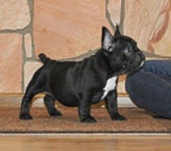 Excellent French Bulldog Puppies For Sale