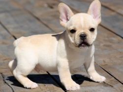 Top Class French Bulldog Puppies For Sale