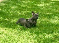Kc Reg Blue French Bulldogs Ready To Go Now!!!!