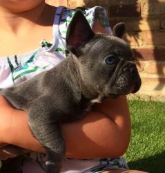 Amazing Top Pedigree Lilac Producing Frenchies