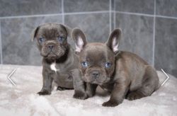 Lovely Frenchie Pups Need Loving Homes Now