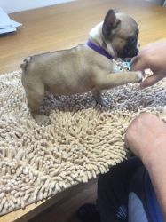 Fawn Girl Puppys Kc Reg Health Tested Hc Clear
