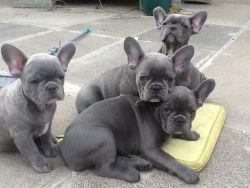 Stable Blue Fawn Frenchie Bulldogs