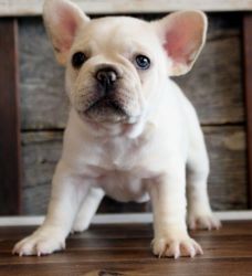 Super adorable French Bulldog Puppies. Text (xxx) xxx-xxx2