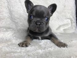 Adorable Blue Fawn French Bulldog For Sale.