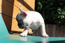 Kc Reg French Bulldog Pups Ready To Leave Friday