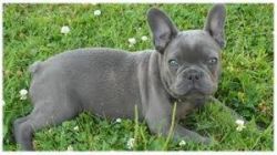Ready Now - Triple Carrier Blue French Bulldogs