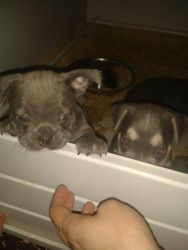 Miklouis Fawn French Bulldogs