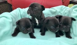 FOR SALE CHAMPION SIRED FRENCH BULLDOG PUPPIES