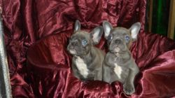 French Bulldog Puppies For Sale Grandad Magic Man