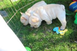 Adorable French Bulldogs for Adoption