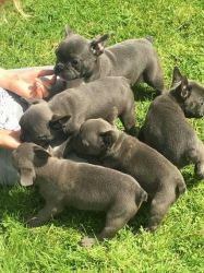 french bulldogs puppies available