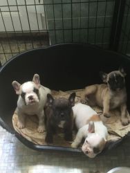 french Bulldog Pups Ready Now