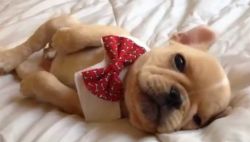 Adorable,Cute And Healthy French Bulldog