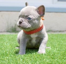 Lovely AKC French Bulldog Puppies