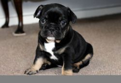 *licensed Breeders* Quality French Bulldog Pups