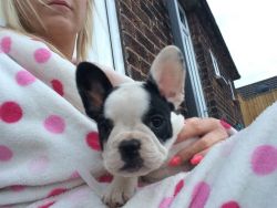 French Bulldog Pups Ready Now