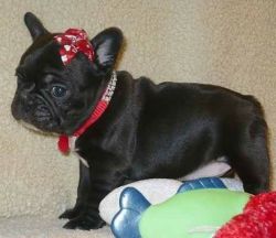 dfjhjhfjh French Bulldog puppies for sale