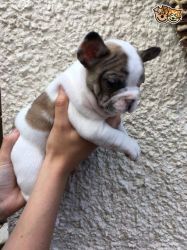loving french bulldog Available to go to their new home in time for Au