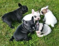 Gorgeous French bulldog puppies for lovely homes