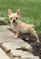 AKC Registered French bulldog puppies