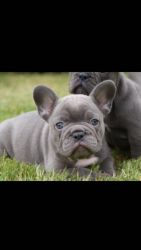French Bulldog Puppies Ramsgate Kc Registered