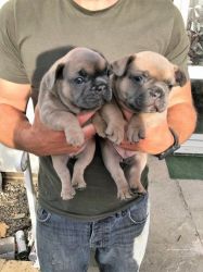 Kc Solid Blue French Bulldog Puppies