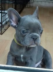 Classic French Bulldog puppies ready for sale