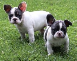 Quality French Bulldog Puppies