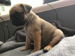 Pug Puppies ** Ready Now - Fully Vaccinated **