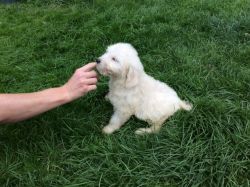 Only 3 Beautiful F1 Goldendoodles Left
