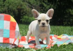 French bull dog looking for a new home