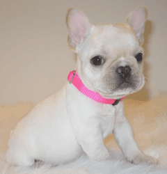 Lovely AKC French Bulldog Puppies