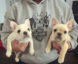 Cute and Adorable French Bulldog Puppy Available.