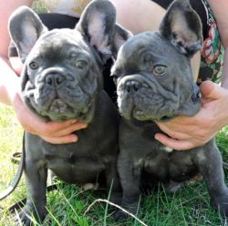 French bulldog puppies