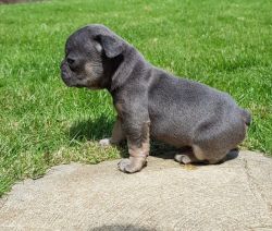 Blue Brindle Girl No White Reduced