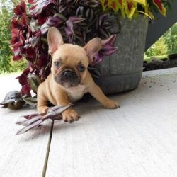 SNICKERS FRENCH BULLDOG