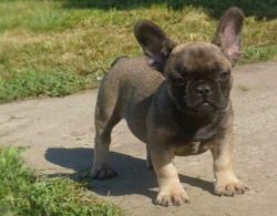 good fresh Adorable trained french bulldog available for sale