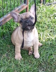 Lovable French Bulldog puppies For Sale