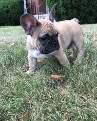 House Raised French Bulldog Puppies For Sale