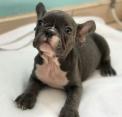 extraordinary pleasant French bulldogs Puppies ready now for sale