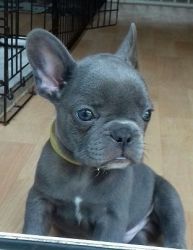 French Bulldog male and female for sale. Pure breed