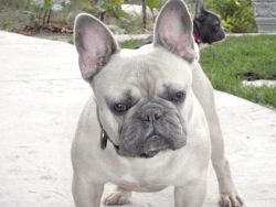Cute French Bull Dogs For Sale