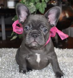 5 Beautiful Solid Blue French Bulldogs