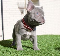 Blue/Brindle French Bulldog Puppies For Sale
